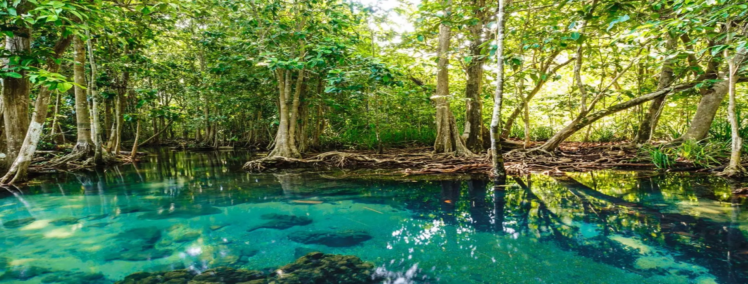 Image for Ecological Reserve